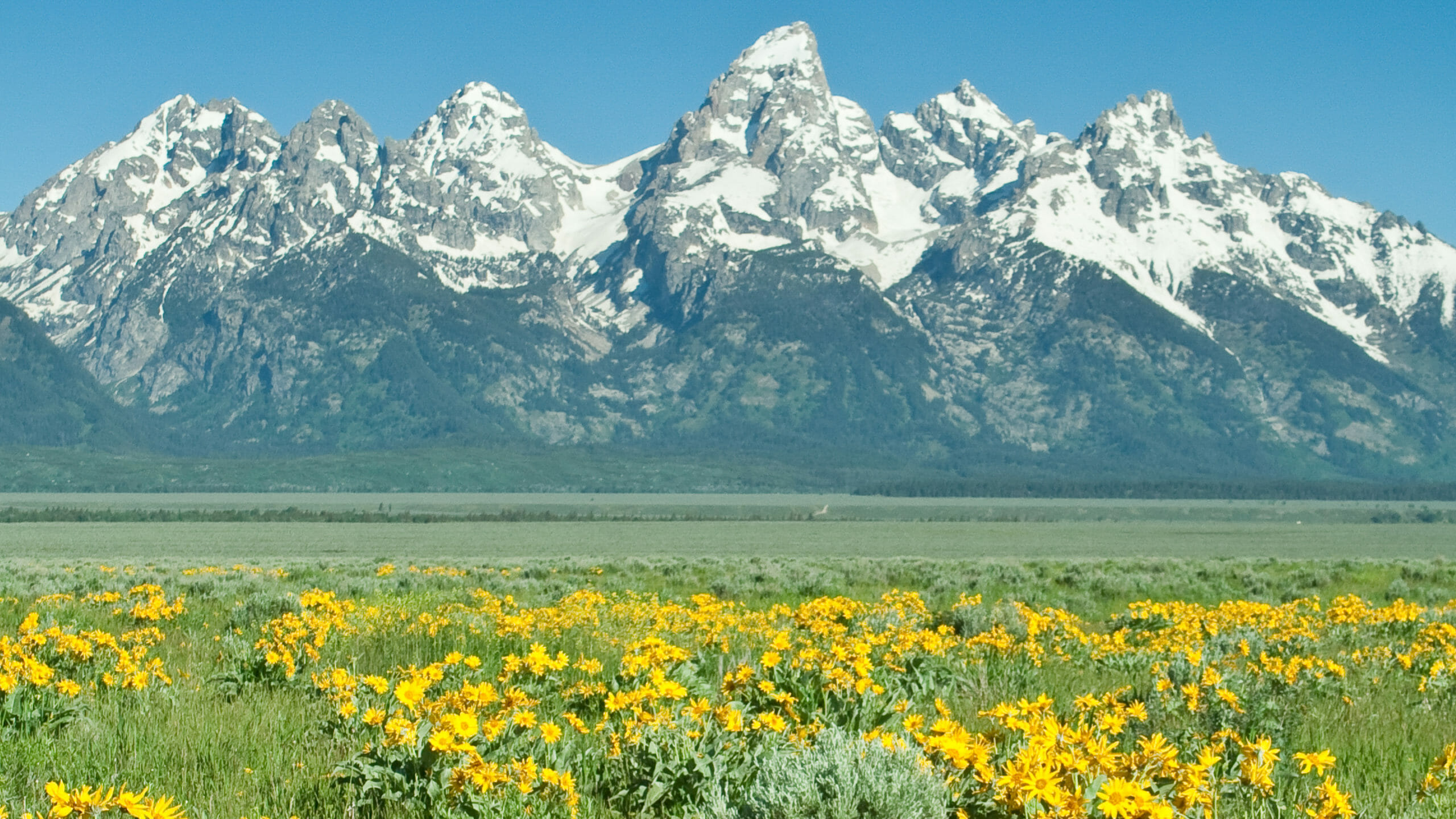 Grand Teton mountains above a field of yellow wildflowers